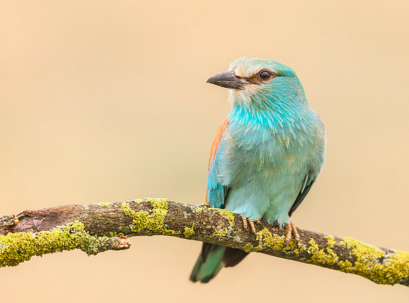 Scharrelaar ♀, European Roller, Campo Lugar, España 2019,
