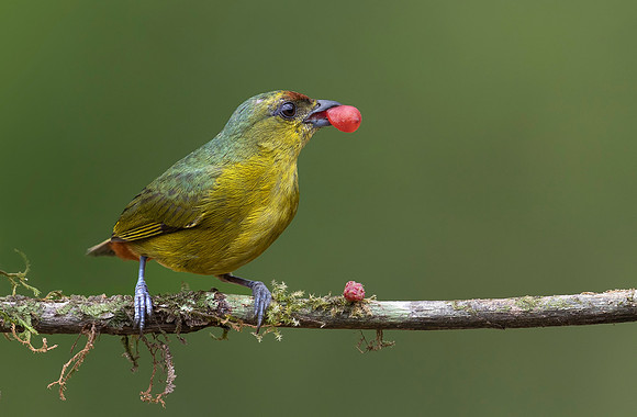 Olive-backed Euphonia  ♀, Costa Rica 2022