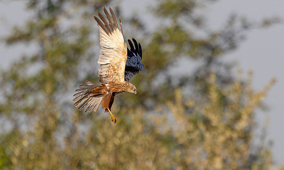 Bruine kiekendief ♂, Marsh harrier, Rietlanden Kockengen 2025