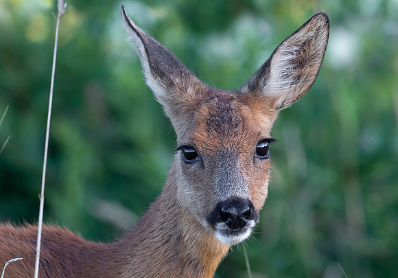 Roe Deer, Ree-geit, duinen van Schouwen 2022