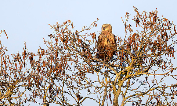 Marsh Harrier ♂, bruine Kiekendief, Rietlanden Kockengen 2025