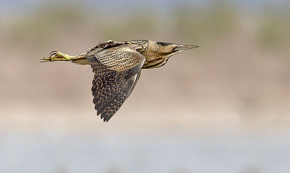 Roerdomp, Eurasian Bittern, Marker Wadden 2024