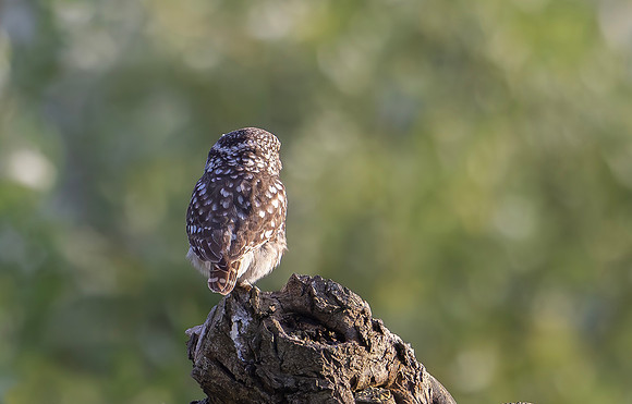 Steenuil, Little Owl, Groene Hart, Nederland 2024