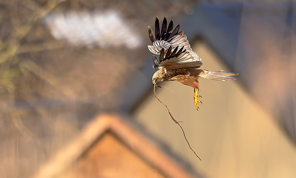 Bruine kiekendief ♂, Eurasian Marsh harrier, Rietlanden Kockengen 2023