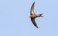Gierzwaluw, Common Swift, Heeg 2019