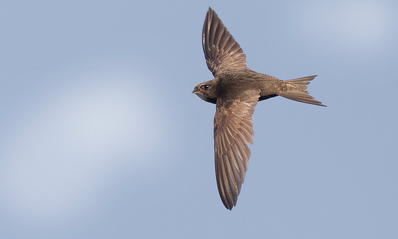 Gierzwaluw, Common Swift, Heeg 2022