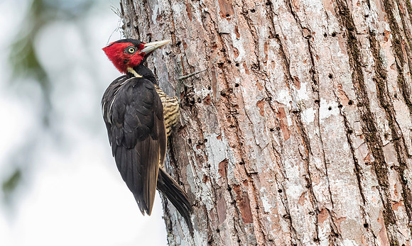 Pale-billed Woodpecker juv., Costa Rica 2022