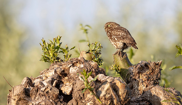 Steenuil, Little Owl, Groene Hart 2025