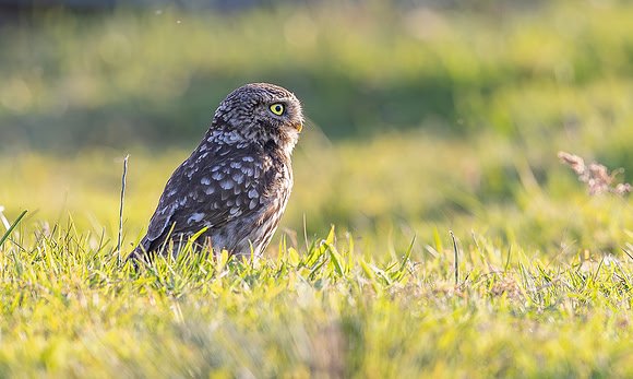 Steenuil, Little Owl, Groene Hart 2025