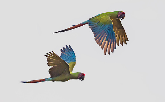 Great Green Macaw, Costa Rica 2022