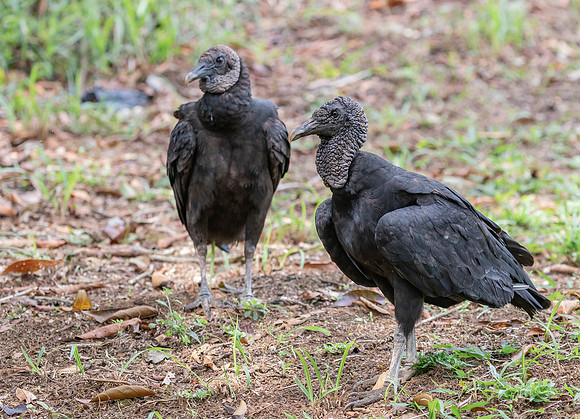Black Vulture, Costa Rica  2022