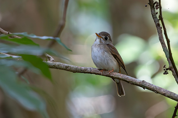 Layard's Flycatcher, Sri Lanka 2019