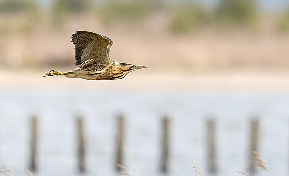 Roerdomp, Eurasian Bittern, Marker Wadden 2024