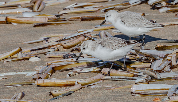 Drieteenstrandloper winter, Sanderling, IJmuiden 2016