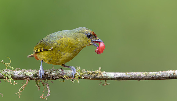 Olive-backed Euphonia eating red berry, Costa Rica 2022