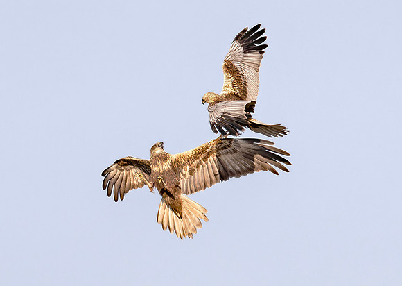 Bruine Kiekendief ♀, ♂, balts, Marsh harrier, courtship, Rietlanden Kockengen 2023