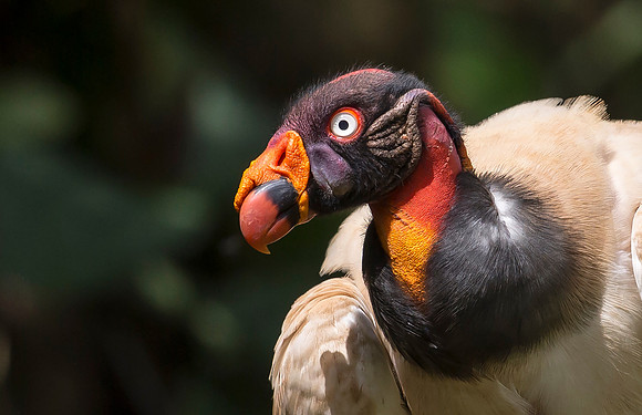 King Vulture, Costa Rica 2022