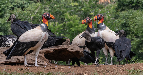 King Vulture, Black Vulture, Costa Rica 2022