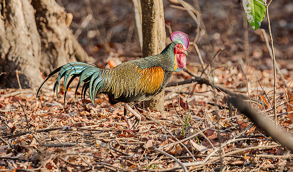 8705 Green Junglefowl ♂, Bali Barat Ntl Park, 03-10-2018, S1A3228 def rec X