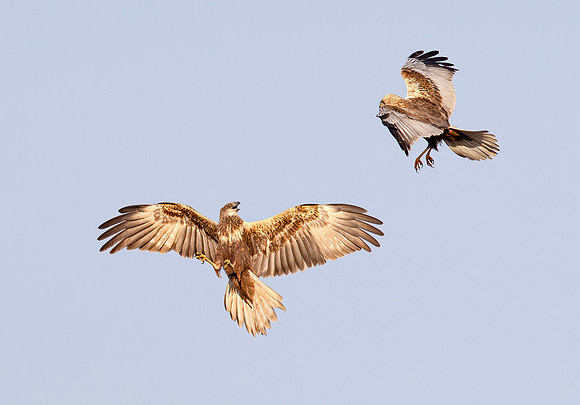 Bruine Kiekendief ♀, ♂, balts, Marsh harrier, courtship, Rietlanden Kockengen 2023