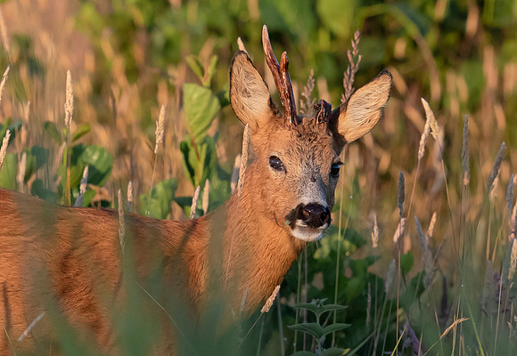 Roe Deer, Ree-bok, duinen van Schouwen 2022
