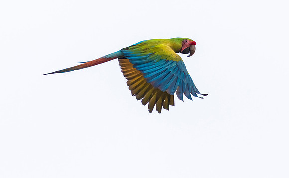 Great Green Macaw, Costa Rica 2022