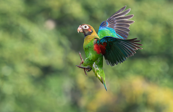 Brown-hooded Parrot, Costa Rica 2022