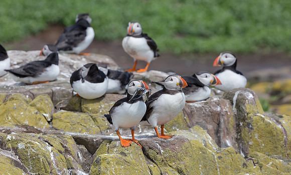 Papegaaiduiker, Atlantic Puffin, Farne Isles 2019