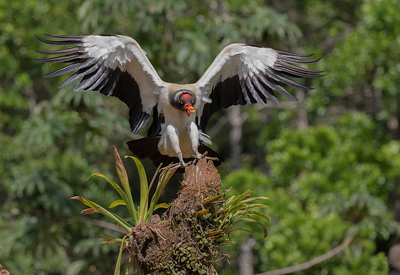 King Vulture, Costa Rica 2022
