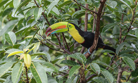 Keel-billed Toucan, Costa Rica 2022