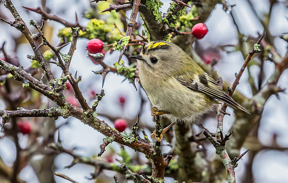 Goudhaan, Goldcrest, Texel 2015