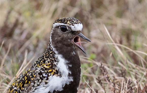 Goudplevier, Golden Plover, Storlien 11-06-2022, 16A0921 II