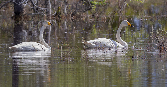Wilde zwaan, Whooper Swan, Annsjön, Jämtland 2022