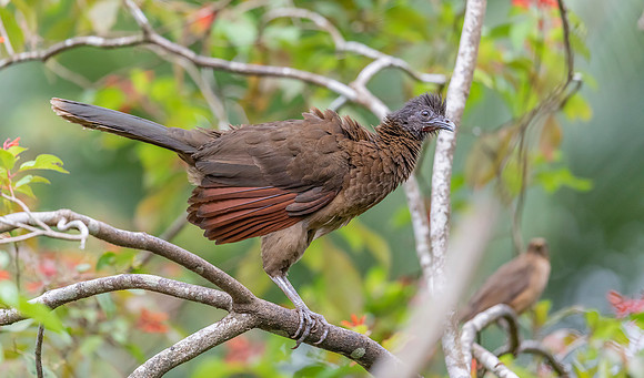 Gray-headed Chachalaca, Costa Rica 2022