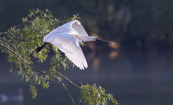 Lepelaar, Eurasian Spoonbill, Blauwe Kamer 2024