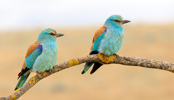 Scharrelaar ♀, ♂, European Roller, Campo Lugar, Spain 2019