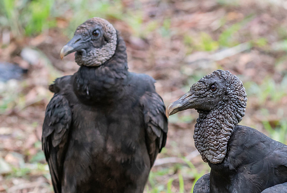 Black Vulture, Costa Rica  2022