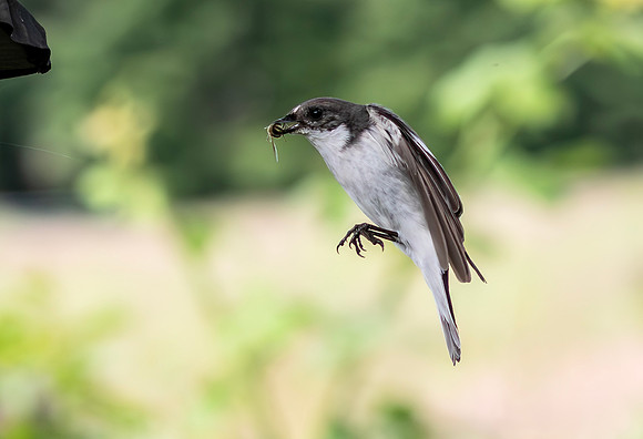 Bonte Vliegenvanger ♂, European Pied flycatcher, Hilversum 2022