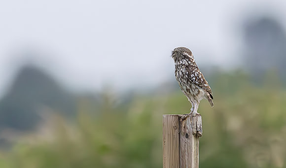 Steenuil, Little Owl, Groene Hart 2024