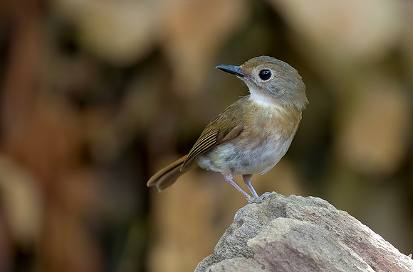 Fulvous-chested Jungle-flycatcher, Bali Barat Ntl Park 2018
