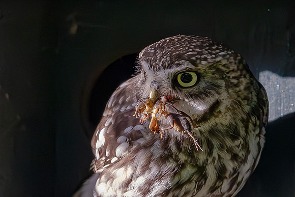 Steenuil ♂, veenmol, Little Owl, Mole Cricket, Groene Hart, Nederland 2024