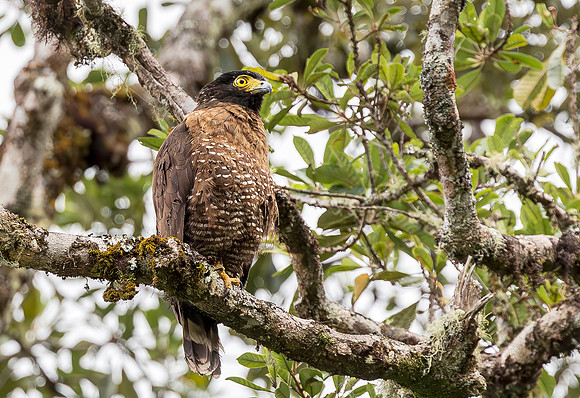 8855 Sulawesi Serpent Eagle, Lore Lindu Reserve 27-09-2018, S1A2187 def rec X