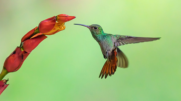 Rufous-tailed Hummingbird pollinating a Sanchezia flower, Costa Rica 2022