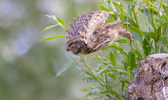 Steenuil ♂, Little Owl, Groene Hart 2025