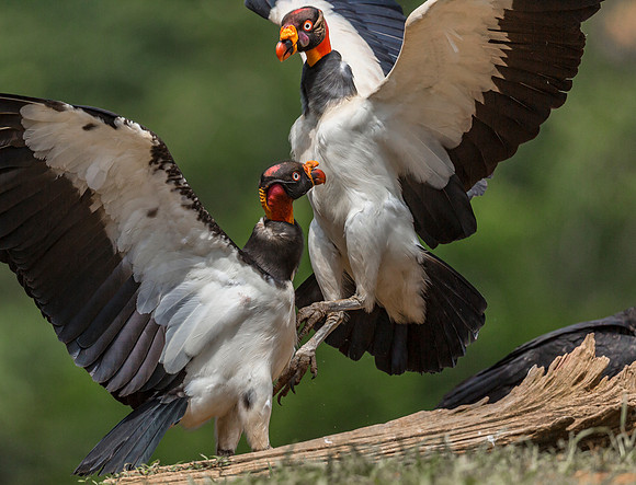 King Vulture, Costa Rica 2022