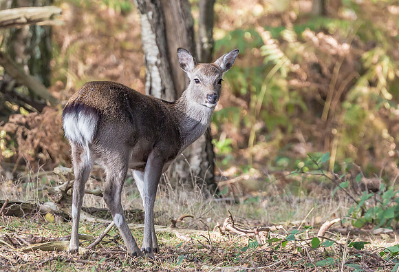 Sika Deer, Coombe Heath, Arne, Dorset, UK 2016