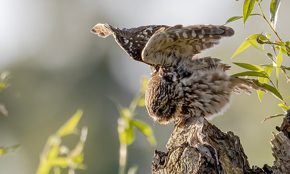 Steenuil ♂, Little Owl, Groene Hart 2024