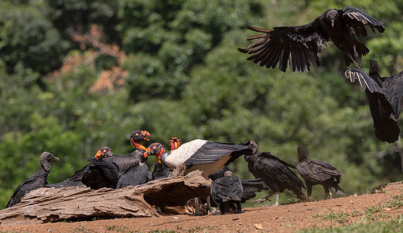 King Vulture, Black Vulture, Costa Rica 2022