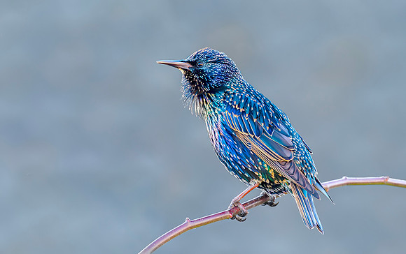 Spreeuw met weerschijnkleuren, Common Starling, irridescent, Kockengen 2016