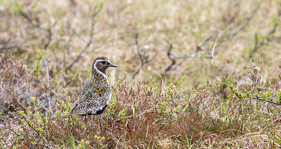 Goudplevier, Golden Plover, Storlien, Jämtland 2022